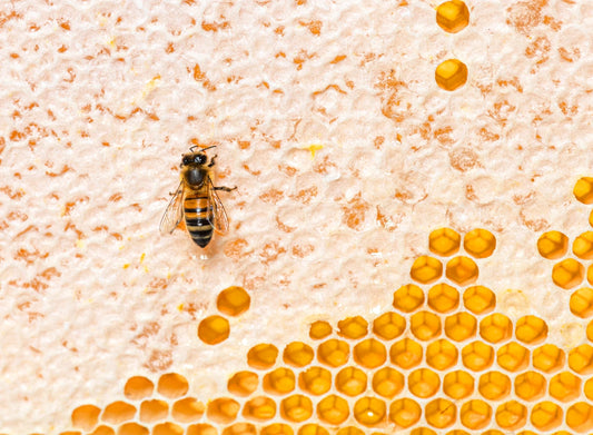 Honey Bee on a Honey Comb
