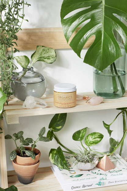 A shelf full of books, plants, and a jar of White Smokey Sea Buckthorn Facial Moisturizer.